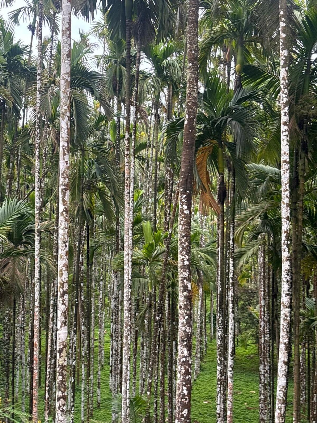 فيلا Max Farms شيموغا المظهر الخارجي الصورة